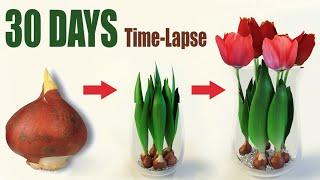 Tulips From Bulbs in Water  Time Lapse