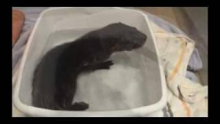 Throw Back Footage of the Rescue of Sunny the Otter