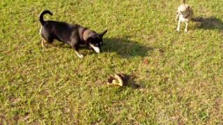 CHICA & KOKO W RAT SNAKE