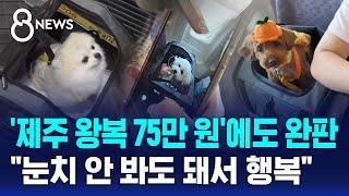 '제주 왕복 75만 원'에도 완판…"눈치 안 봐도 돼서 행복" / SBS 8뉴스