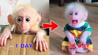 30-day process to help an abandoned monkey