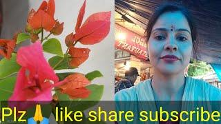 Gardening with geet kumar English/Hindi# Shorts