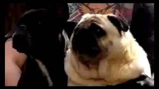 Pug Says Batman (Original)