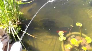 BACKYARD BASS POND: Largemouth bass feeding time