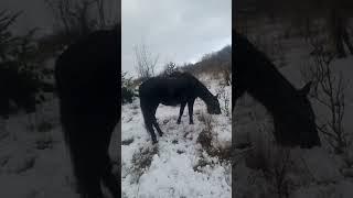 тренировочные морозы и снега для зурбаганских коников, всё в норме