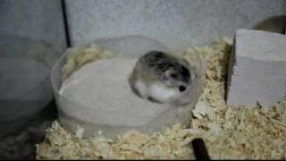 Roborovski hamsters playing with sand