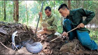 Two men were horrified when they discovered a nest of hundreds of cobras crawling in the mound.