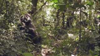 Gorilla Trekking | Bwindi Forest