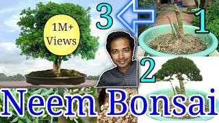 Neem bonsai