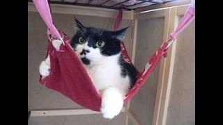 ハンモックでくつろぐ幸せそうな猫ちゃんたちに癒される～Happy cat to relax in a hammock.