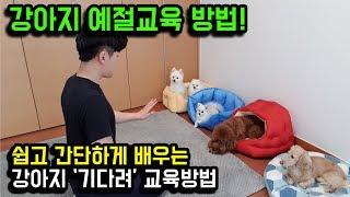 쉽고 간단하게 강아지 '기다려' 교육 시키는 방법