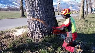 Baum fällen