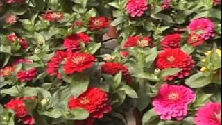 Garden Corner Hanging Baskets