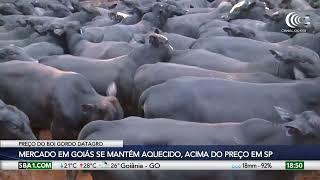 Mercado do boi gordo em Goiás se mantém aquecido e acima do preço de São Paulo