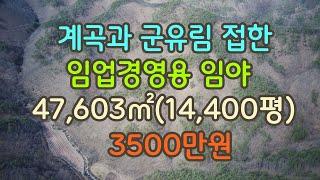 한적한곳에 자리잡은 자연인 하기 좋은 임야#청송부동산#싼땅#시골땅#촌땅#경북땅#자연인