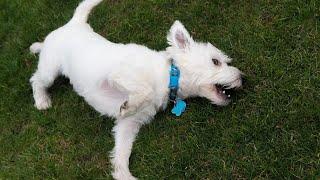 How to Feed a West Highland White Terrier: The Essential Dietary Requirements