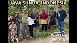 Java Sunda Coffee Farms - Indonesian Coffee