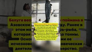 РЫБА ВЕСОМ ПОЛТОННЫ — такой улов был в СССР! Интересные факты #история #факты