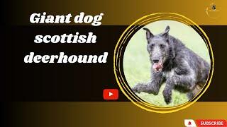 The Scottish Deerhound: Elegance and Loyalty Personified