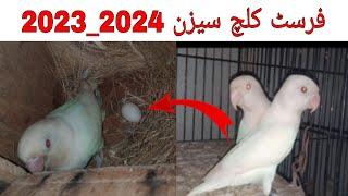 first clutch season 2023_2024 | albino red eyes breeding progress | albino Bird