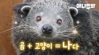 곰과 고양이가 만나면 제가 탄생합니다(?) ㅣWhen Bear And Cat Meets, I'm Born(?)