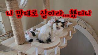 말 한마디 잘못 했다가 집을 통째로 뺐겼다...이 많은 냥이들이랑 어디서 살꼬