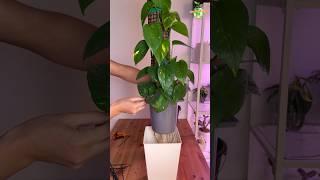 Growing POTHOS for 5 Months…. #thegreenearth #pothos #plants