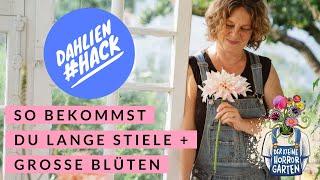 Dahlien - lange Stiele, große Blüten - mit diesem einfachen Trick I der kleine Horrorgarten