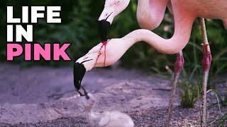  FLAMINGO ─ You Are What You Eat! 