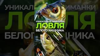 ВОБЛЕРЫ JACKALL & TIEMCO | УНИКАЛЬНЫЕ ПРИМАНКИ #японскиеснасти #jpsnasti #jackall #tiemco #рыбалка