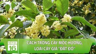 Kỹ thuật trồng mộc hương - loài cây siêu "đắt đỏ " | VTC16