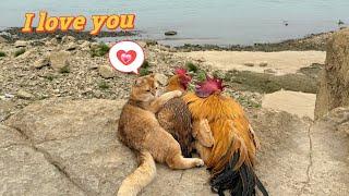 Wonderful animals are so healing!Cats take roosters and hens to travel and see the world.Cute funny