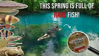 Fish Species Found in Thailand’s Mystical Blue Springs – Bettas & More!