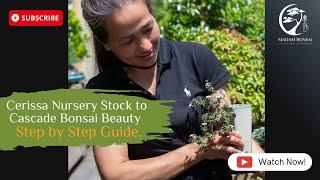 Cerissa Nursery Stock to Cascade Bonsai Beauty: Step-by-Step Guide