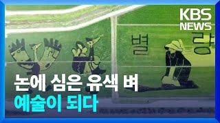 들녘에 새기는 그림…유색 벼 심어 ‘논 아트’ / KBS  2022.05.26.