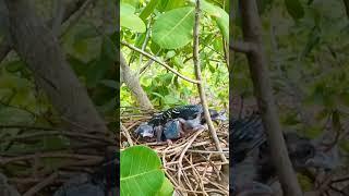 Big birds are confident #birds #nest