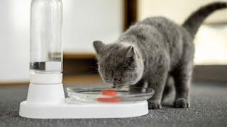 KittySpring: Non-Electric, No-Hassle Cat Fountain