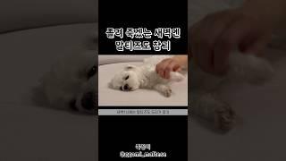 #말티즈 가 유일하게 참는 시간