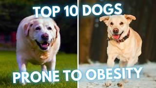 TOP 10 Dogs That Are Most Often Obese