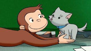 George si prende cura di un gattino  Curioso Come George  Cartoni per Bambini