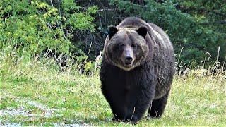 Huge grizzly bear hunting down an elk!