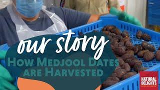 How Medjool Dates are Harvested at Natural Delights