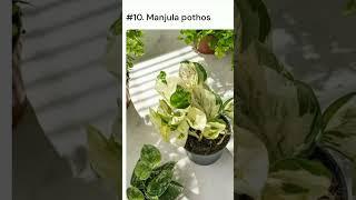 15 Best types of pothos plants