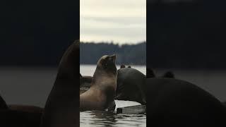 California sea lions #wildlife #sealions #britishcolumbia