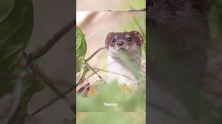 weasel peeking out #natgeo #wildlife #nature #movie #animals #weasel