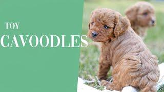 Cavoodle Puppies For Sale Australia