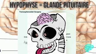  L'EXPLICATION LA PLUS CLAIRE DE L'HYPOPHYSE-HYPOTHALAMUS - DR ASTUCE