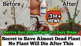 How To Revive Any Dying Plant in 3 Eazy Steps : Root Rot Treatment : Plants Issues And Solutions