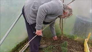 Taille de la vigne Raisin à l honneur en serre le 23 février 2022 Chasselas doré Muscat de Hambourg