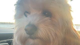 Watching Sunset With Tedi The Dog With Passport to Travel is live!